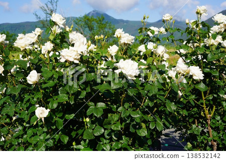 Sakaki Chikuma River Rose Park in Sakaki Town, Nagano Prefecture, is a beautiful rose park located on the banks of the Chikuma River, surrounded by mountains. 138532142