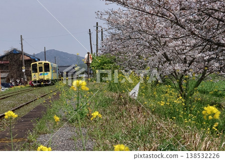Heisei Chikuhō Railway diesel train and rapeseed flowers & cherry blossoms Heisei Chikuhō Railway diesel train and rapeseed flowers & cherry blossoms 138532226