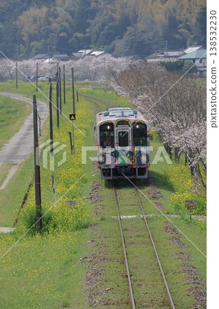 Heisei Chikuhō Railway diesel train and rapeseed flowers & cherry blossoms Heisei Chikuhō Railway diesel train and rapeseed flowers & cherry blossoms 138532230