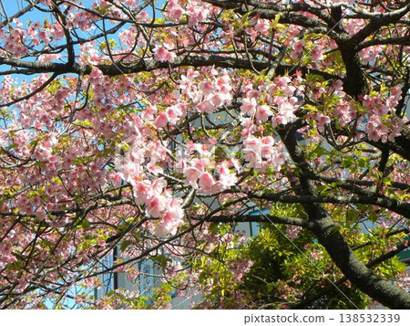 The Kawazu cherry blossoms in front of Inagekaigan Station are already in full bloom, their pink blossoms a beautiful sight. The Kawazu cherry blossoms in front of Inagekaigan Station are already in full bloom, their pink blossoms a beautiful sight. 138532339