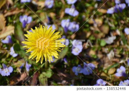 地面上長著蒲公英和紫色苔蘚 138532446