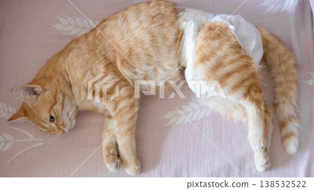 A sick cat after anesthesia lies in a diaper A sick cat after anesthesia lies in a diaper 138532522