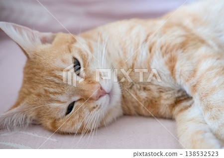 A sick cat after anesthesia lies in a diaper A sick cat after anesthesia lies in a diaper 138532523