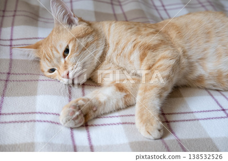 A sick cat after anesthesia lies in a diaper A sick cat after anesthesia lies in a diaper 138532526