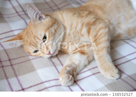A sick cat after anesthesia lies in a diaper A sick cat after anesthesia lies in a diaper 138532527
