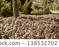 Green and red Epimedium plants growing under a tree in a sunny spring park 138532702