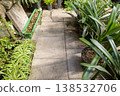 Green and white variegated Chlorophytum foliage beside a concrete path in a garden 138532706