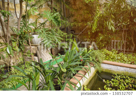 Tropical pond in a concrete basin surrounded by lush Philodendron and Clivia plants. 138532707