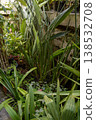 Giant Bird of Paradise foliage in a sunlit conservatory with a variety of exotic greenhouse plants 138532708
