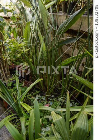 Giant Bird of Paradise foliage in a sunlit conservatory with a variety of exotic greenhouse plants Giant Bird of Paradise foliage in a sunlit conservatory with a variety of exotic greenhouse plants 138532708