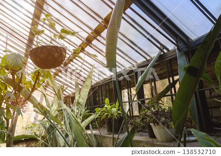 Interior of a large glasshouse with metal structures, hanging baskets, and lush tropical flora Interior of a large glasshouse with metal structures, hanging baskets, and lush tropical flora 138532710