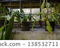 Variety of lush potted plants growing in a sunlit greenhouse interior near stone walls. 138532711