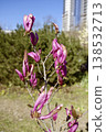 Vibrant pink Magnolia liliiflora flowers on thin branches in a city park 138532713