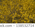 Blossoming forsythia shrub covered with bright yellow petals in a spring park. 138532714