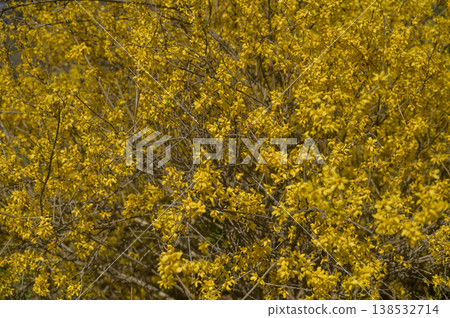 Blossoming forsythia shrub covered with bright yellow petals in a spring park. Blossoming forsythia shrub covered with bright yellow petals in a spring park. 138532714