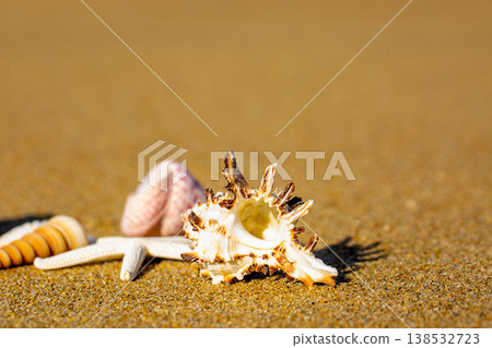 Seashell and sandy beach Seashell and sandy beach 138532723