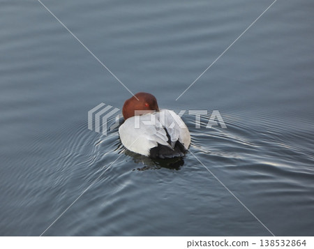 A Common Pochard resting its wings on the water's surface. A Common Pochard resting its wings on the water's surface. 138532864