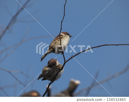 Two sparrows perched on a slender tree branch against a blue sky. Two sparrows perched on a slender tree branch against a blue sky. 138532865