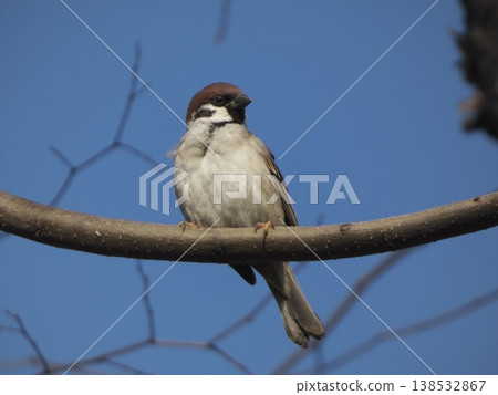 A close-up of a sparrow perched on a branch against a blue sky. A close-up of a sparrow perched on a branch against a blue sky. 138532867