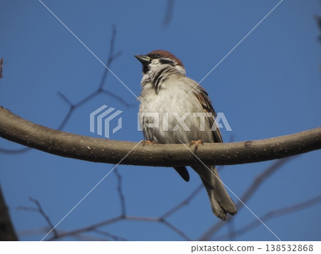 A sparrow perched on a tree branch against a blue sky. 138532868