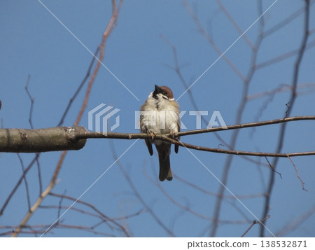 A sparrow perched on a tree branch against a blue sky. A sparrow perched on a tree branch against a blue sky. 138532871