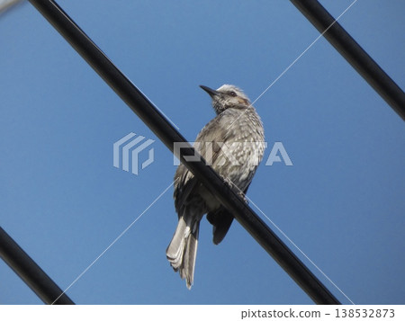 A single bulbul perched on a power line against a blue sky. A single bulbul perched on a power line against a blue sky. 138532873