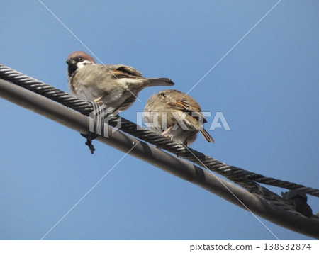Two sparrows perched on a power line against a blue sky. 138532874
