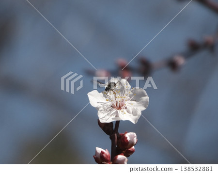 一隻蒼蠅停在一朵白梅花上。 一隻蒼蠅停在一朵白梅花上。 138532881