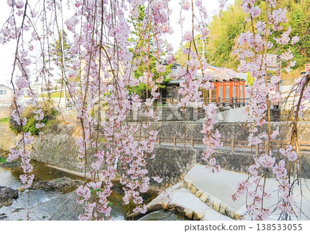 A spring scene with weeping cherry trees and a red torii gate; a row of cherry trees in full bloom along the river. 138533055