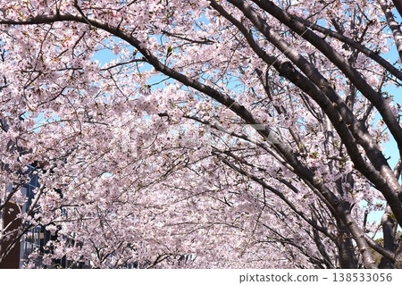 Cherry Blossoms	 138533056