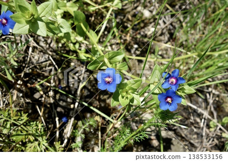 Flower of Rurihakoba Flower of Rurihakoba 138533156