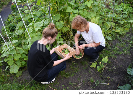 Women harvesting vegetables together in a sunny garden during the afternoon 138533180