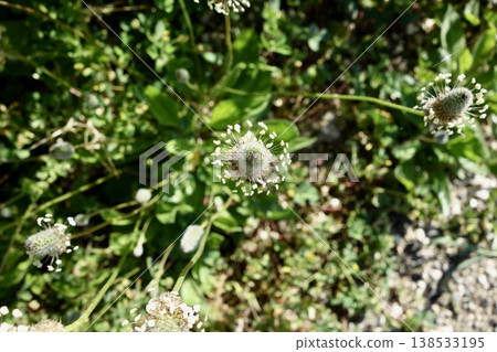 Hella octopus flowers Hella octopus flowers 138533195