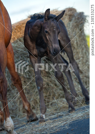 little cutest black foal posing outdoor near hay little cutest black foal posing outdoor near hay 138533275