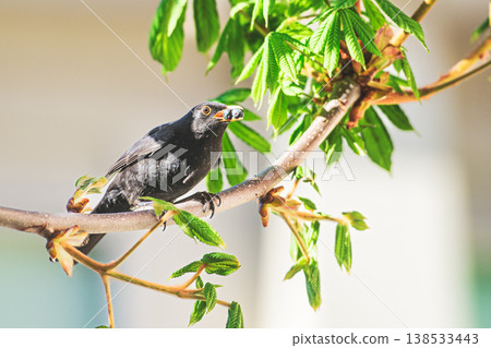 Male blackbird bird with berries for chicks in the nest 138533443