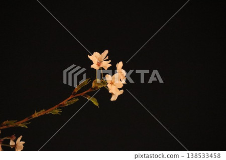 夜晚的櫻花 夜晚的櫻花 138533458