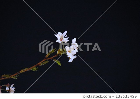 夜晚的櫻花 138533459