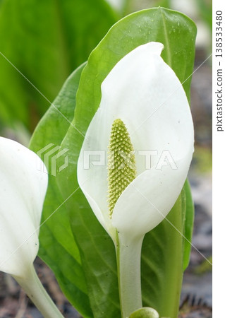 白豇豆在春天開花 138533480