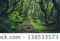 Enchanting Pathway Through Ancient Laurel Forest with Twisted Trees and Lush Greenery. Concept of Mystical Nature, Dense Woodland, Magical Landscapes, and Tranquil Hikes 138533573