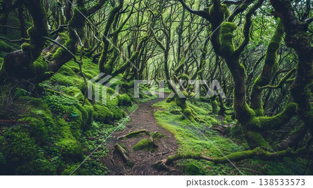Enchanting Pathway Through Ancient Laurel Forest with Twisted Trees and Lush Greenery. Concept of Mystical Nature, Dense Woodland, Magical Landscapes, and Tranquil Hikes 138533573