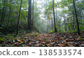 Tranquil Forest Pathway Through Lush Ancient Trees on a Misty Morning in Dense Woodland. Concept of Nature Exploration, Serenity, Environmental Beauty, and Outdoor Adventure 138533574