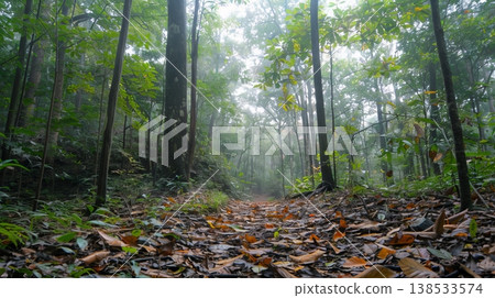 Tranquil Forest Pathway Through Lush Ancient Trees on a Misty Morning in Dense Woodland. Concept of Nature Exploration, Serenity, Environmental Beauty, and Outdoor Adventure Tranquil Forest Pathway Through Lush Ancient Trees on a Misty Morning in Dense Woodland. Concept of Nature Exploration, Serenity, Environmental Beauty, and Outdoor Adventure 138533574