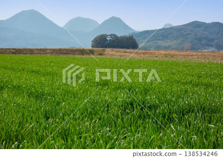 Barley grass fields in Usa City 138534246