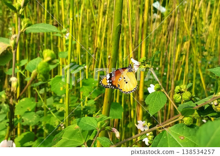 Plain tiger butterfly on urena lobata flower in natural environment 138534257