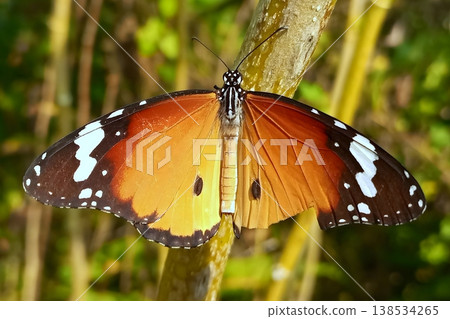 Plain tiger butterfly perched on a tree branch 138534265