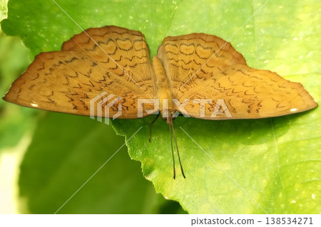 Ariadne merione butterfly on green leaf Ariadne merione butterfly on green leaf 138534271