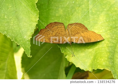 Ariadne merione butterfly on green leaf Ariadne merione butterfly on green leaf 138534276