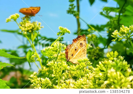 Peacock pansy butterfly on mikania micrantha flower in natural greenery 138534278