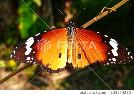 Plain tiger butterfly perched on a tree branch 138534280