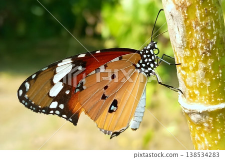Plain tiger butterfly perched on a tree branch 138534283